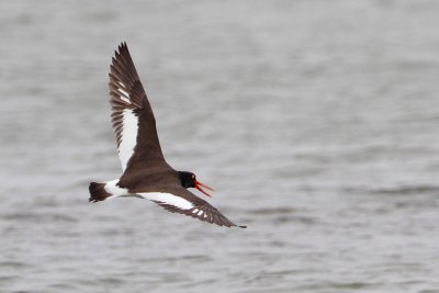 American Oystercatcher