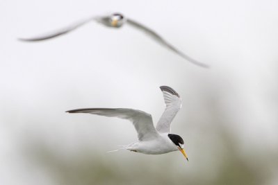 Least Tern