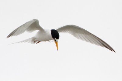 Least Tern