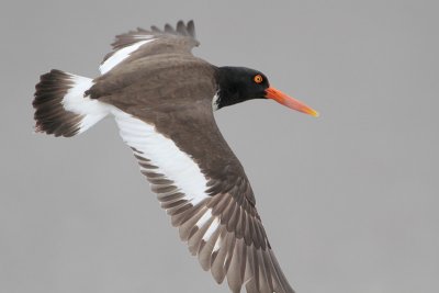 American Oystercatcher