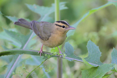 Worm-eating Warbler