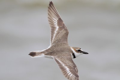 Wilson's Plover