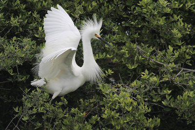 Snowy Egret