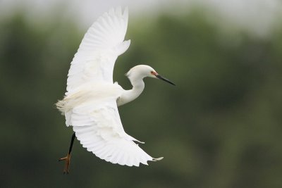 Snowy Egret