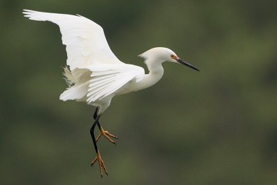 Snowy Egret