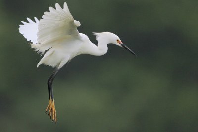 Snowy Egret