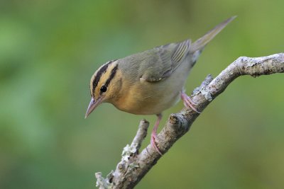 Worm-eating Warbler