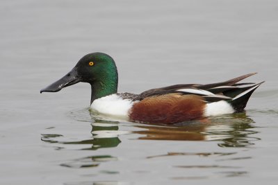 Northern Shoveler