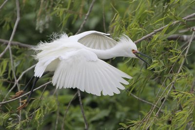 Snowy Egret