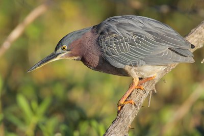 Green Heron