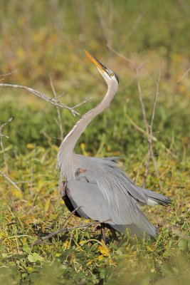 Great Blue Heron