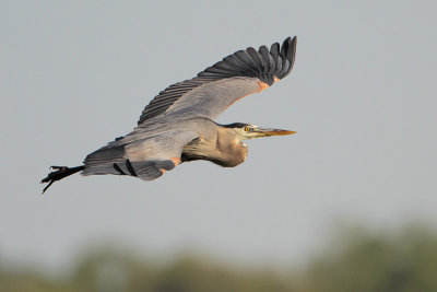 Great Blue Heron