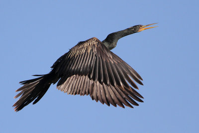 Anhinga