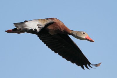 Black-bellied Whistling-Duck