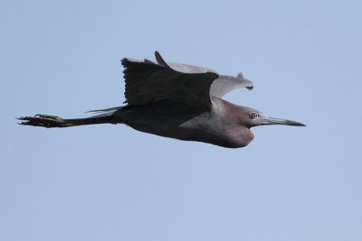 Little Blue Heron