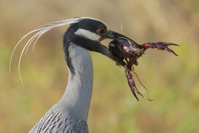 Yellow-crowned Night-Heron