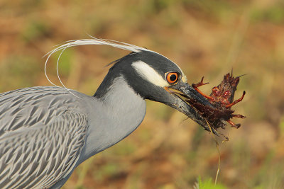 Yellow-crowned Night-Heron