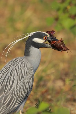 Yellow-crowned Night-Heron