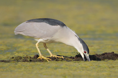 Black-crowned Night-Heron