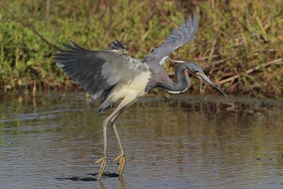 Tricolored Heron