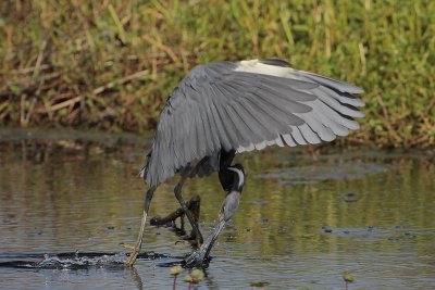 Tricolored Heron