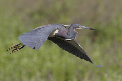 Tricolored Heron