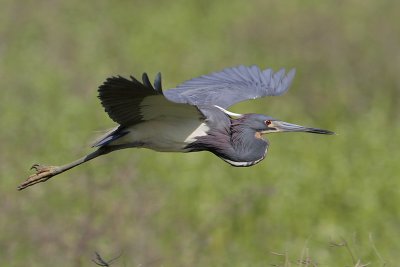 Tricolored Heron