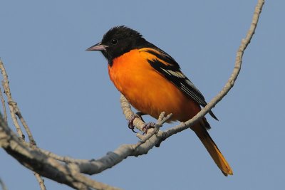 Baltimore Oriole