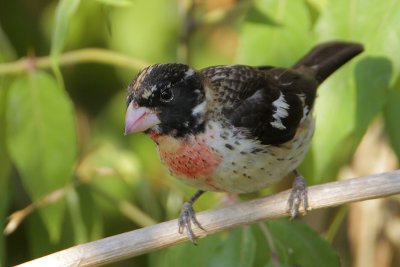 Rose-breasted Grosbeak