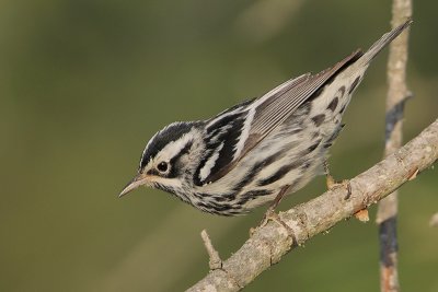 Black-and-white Warbler