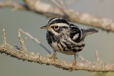 Black-and-white Warbler