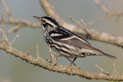 Black-and-white Warbler