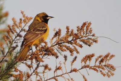 Baltimore Oriole