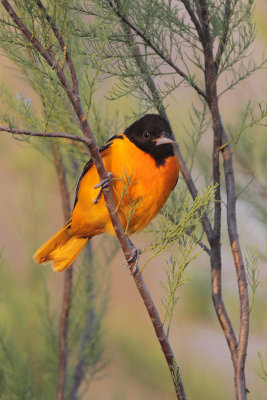 Baltimore Oriole