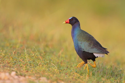 Purple Gallinule