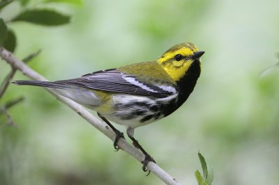 Black-throated Green Warbler