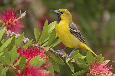 Orchard Oriole