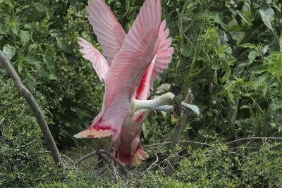 Roseate Spoonbill