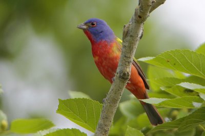 Painted Bunting