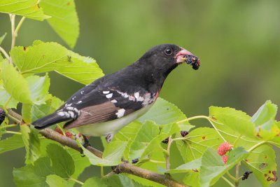 Rose-breasted Grosbeak