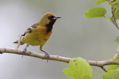 Orchard Oriole