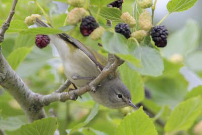 Tennessee Warbler