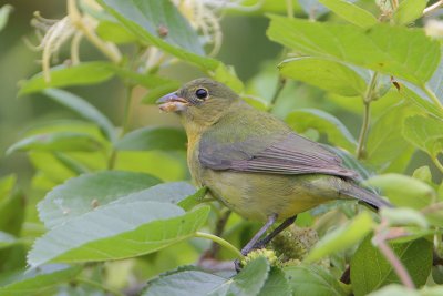 Painted Bunting