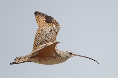 Long-billed Curlew