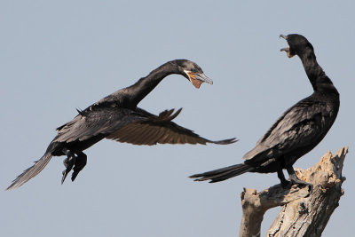 Neotropic Cormorant
