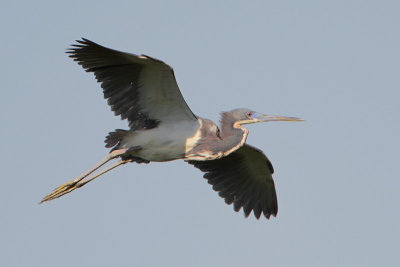 Tricolored Heron