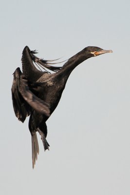 Neotropic Cormorant