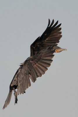 Neotropic Cormorant