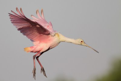 Roseate Spoonbill