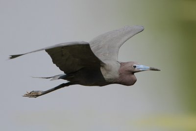 Little Blue Heron